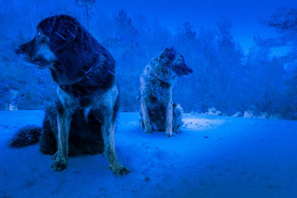 Cani congelati su sfondo gelido invernale