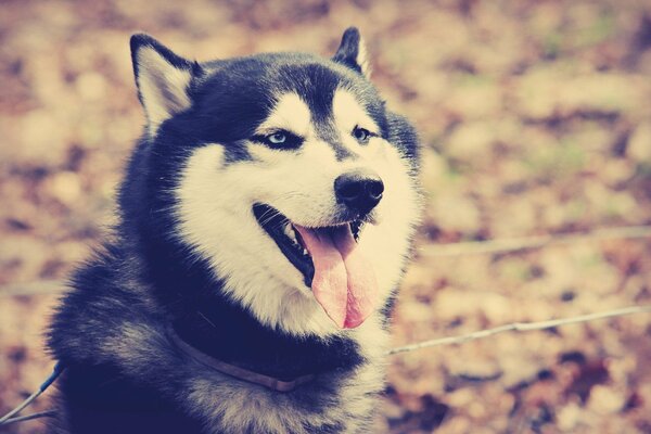 Niebieskooki Husky na jesiennym spacerze wystawił język
