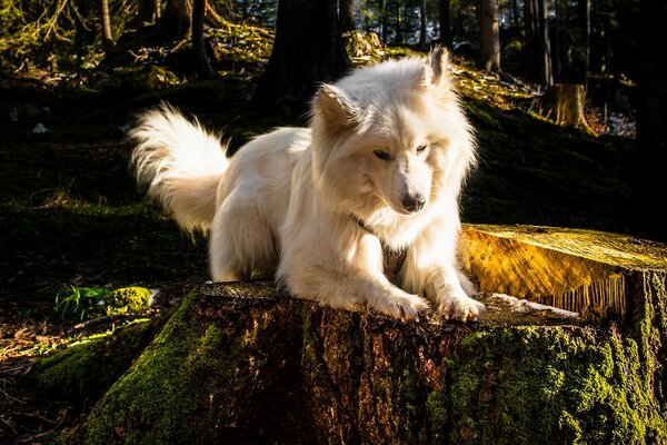 A white dog in the forest on a stump