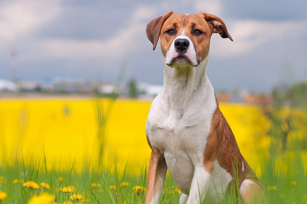In estate, un cane in attesa di un amico si siede sull erba e guarda quando cammina