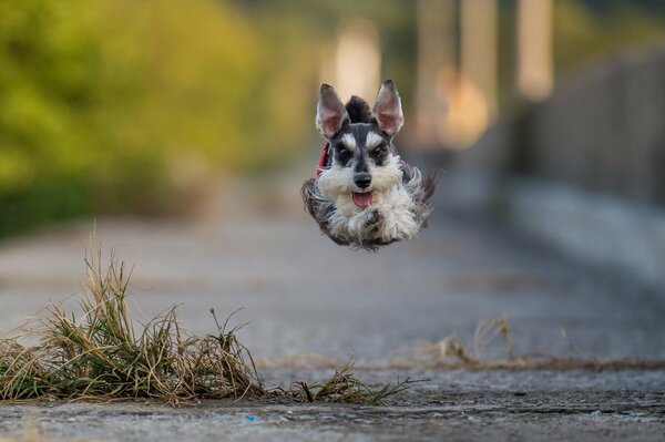 Petit chien moelleux au saut