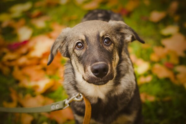 A dog in the park in autumn