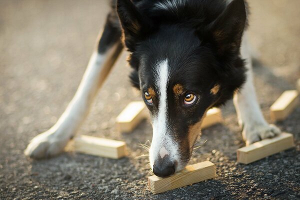 A dog is a friend of a man with a questioning look