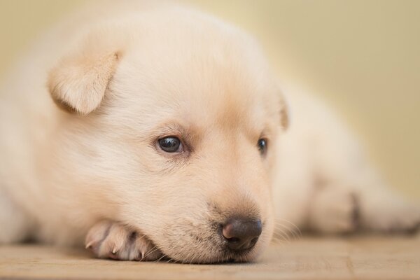 Petit chiot blanc se trouve sur sa patte