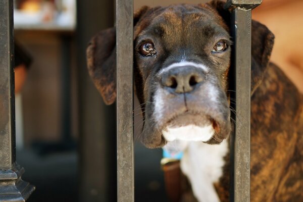 Sad look of a dog over the fence