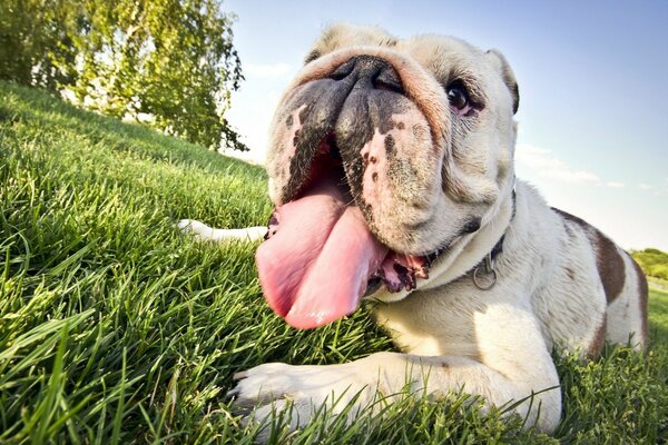 Chien couché sur l herbe sous le soleil