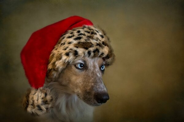 A dog with blue eyes in a red hat