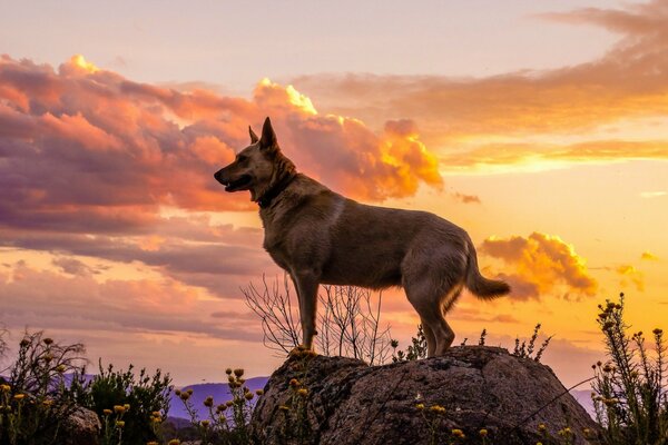 La mirada de un perro a un amigo