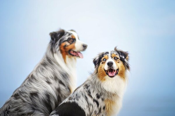 Two dogs on a blue background
