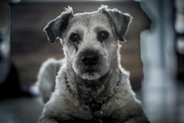 The devoted gaze of a four-legged friend