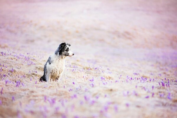 A dog is sitting in a flower meadow