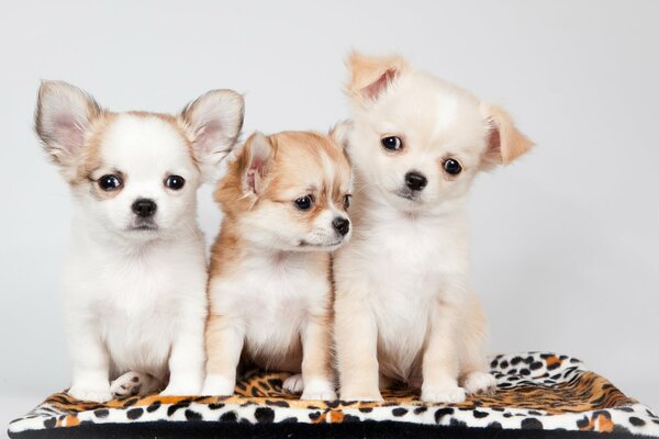 Chiots mignons cherchent des amis