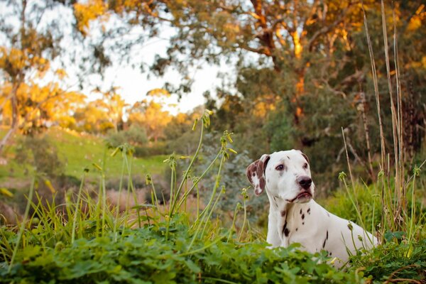 Le dalmatien profite de l air frais