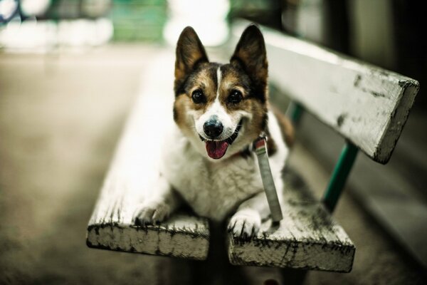 Un cane sorridente su una panchina giace