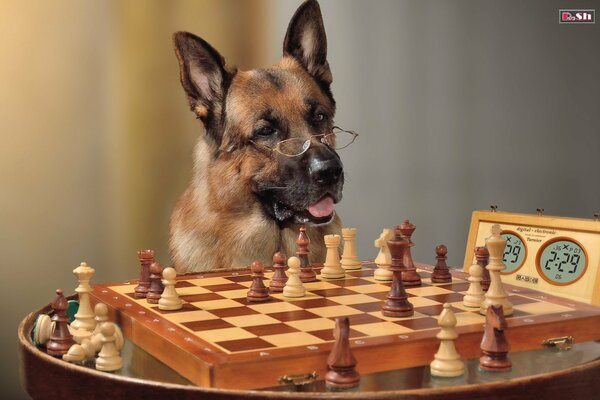 Le chien le plus intelligent du monde