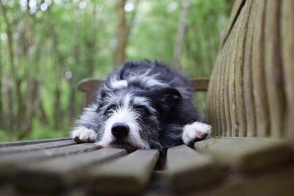 Chien couché sur un banc dans le parc