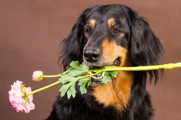 Cane su sfondo marrone con fiore tra i denti