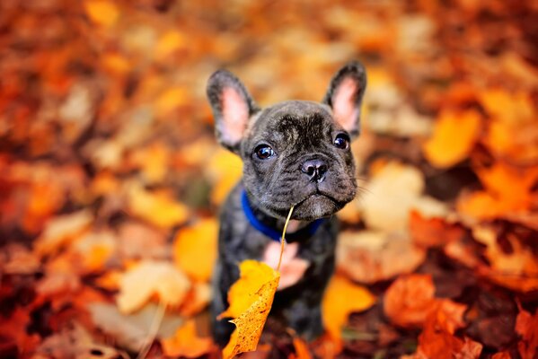 Cucciolo che gioca con il fogliame autunnale