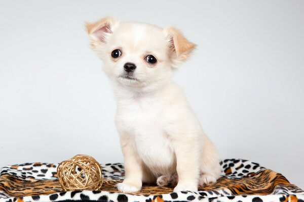 The little dog looks for a friend