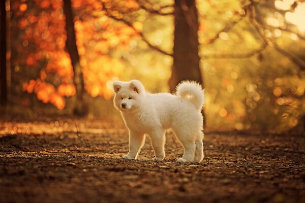 Chien blanc marche dans la forêt d automne