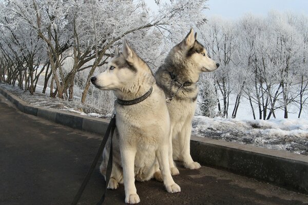 Dwa psy husky na spacerze