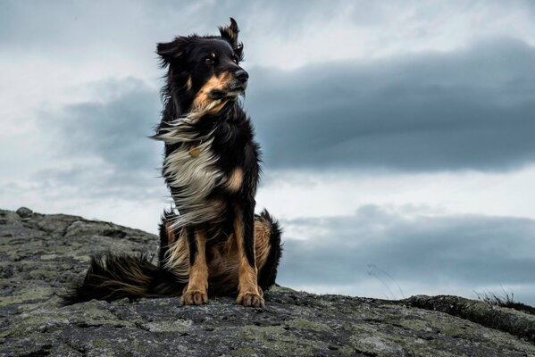 Starker Wind zittert Ihr Fell