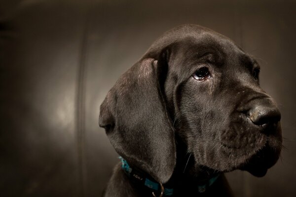 Sad look of a dog at a friend