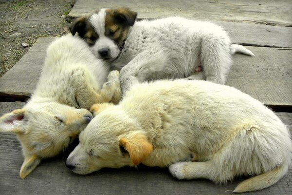 Tre cuccioli dormono in pista