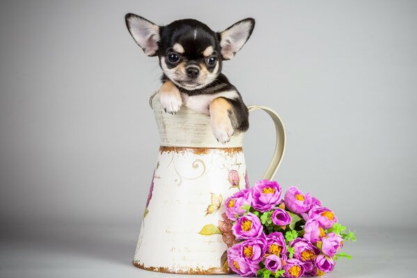 Chien mignon dans une cruche avec des fleurs