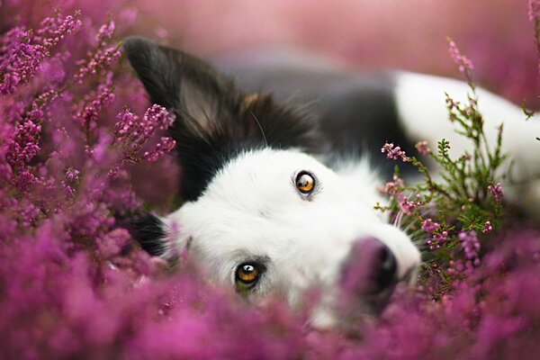 Le regard d un bon chien dévoué
