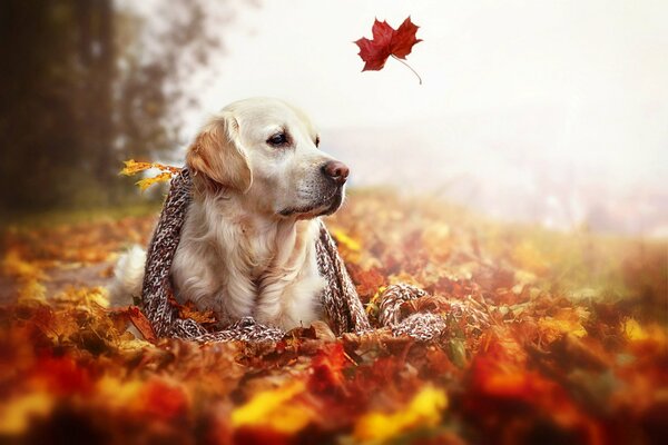 Un meditabondo Golden Retriever con una sciarpa giace nel fogliame autunnale