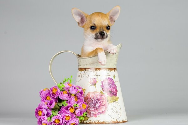 Cucciolo in una brocca con un mazzo di fiori
