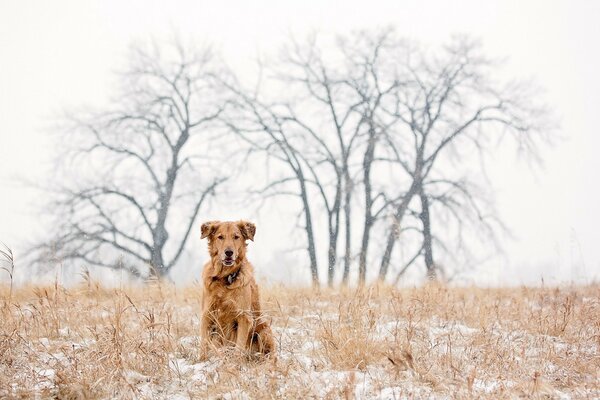 Photo of a Retriever in the Winter forest
