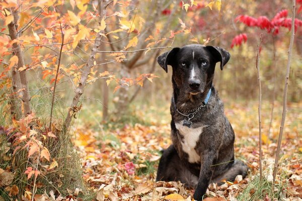 Chien barboskin chaîne comme un homme assis sur un feuillage multicolore