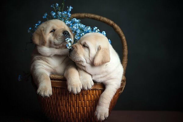 Two puppies in a basket with flowers