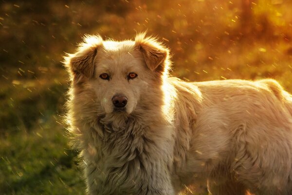 Perro fiel en el fondo de la hierba