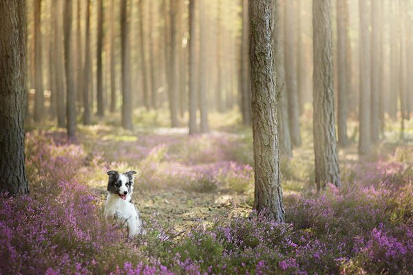 Waldlandschaft mit Blumen und Hund
