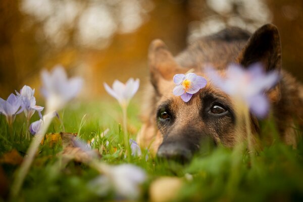 Der Hund liegt mit Blumen auf dem Gras