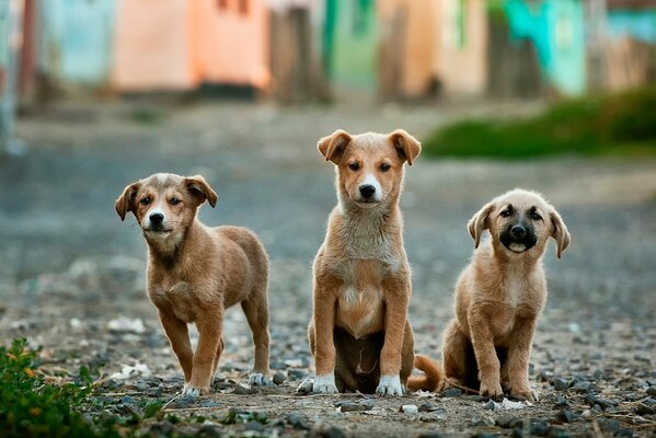 Trois chiots drôles roux
