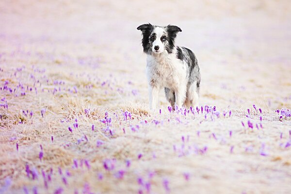 Un chien parmi les Crocus violets en fleurs
