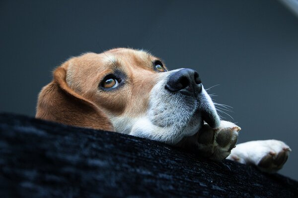 Il cane giace e guarda in alto