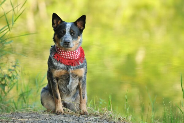 Cane seduto in un prato in bandana