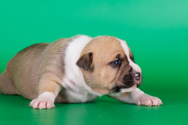 El pequeño cachorro de AmStaff