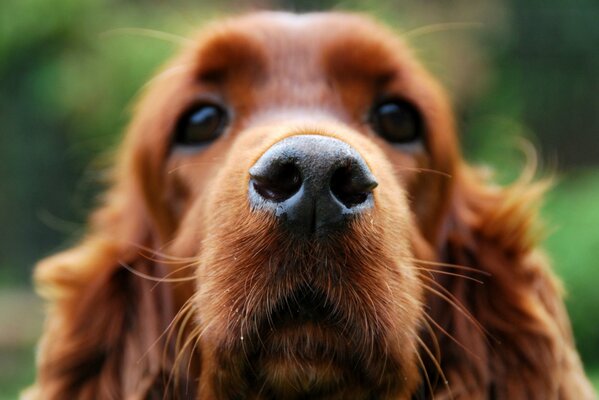Cocker Spaniel hocico macro