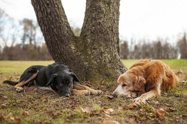 Perros bajo un árbol paisaje de otoño