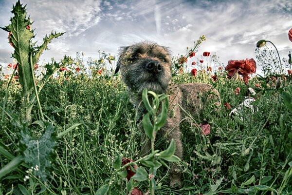 A dog in the field, a walk with a pet, a happy dog