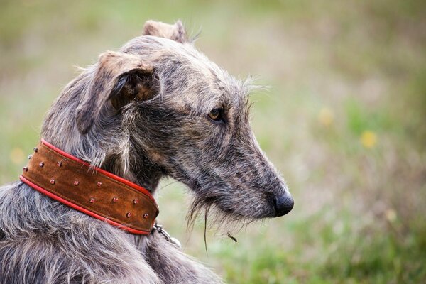 Profile of a dog with a brown collar
