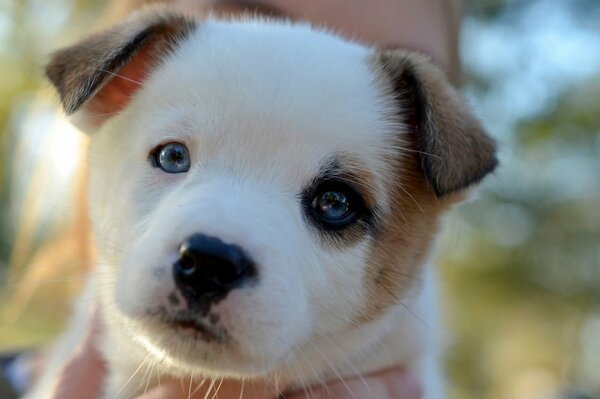 The look of a blue-eyed puppy s muzzle