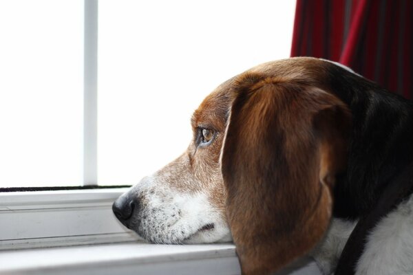 Der traurige Blick des besten Freundes