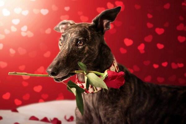 Il cane regala una rosa per il suo compleanno